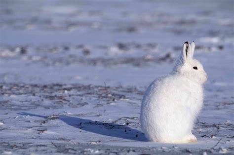 incredible arctic animals
