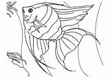 Mewarnai Angelfish Ikan Predators Ambush sketch template