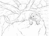 Otter Coloring River Pages Otters Printable Drawing Realistic Animals Sea Supercoloring Choose Board Categories sketch template