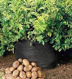 grow potatoes   trash  plants growing vegetables