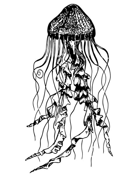 jellyfish tattoo drawing    clipartmag
