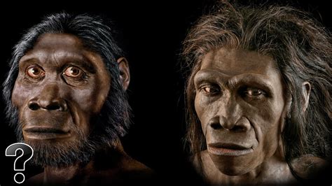 humans evolve  apes amazing science facts