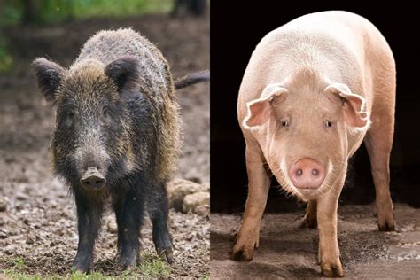 difference  hog  pig essential insights  pigs