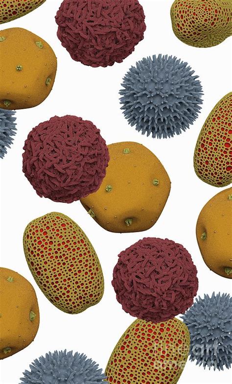 pollen grains photograph by tim vernon science photo library