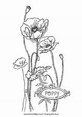 Poppy Colouring Coloring Remembrance Pages Flowers Explore Comments sketch template