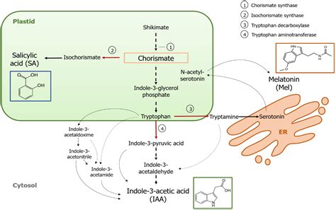 frontiers biosynthesis metabolism  function  auxin salicylic