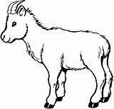 Goat Coloring Pages Baby Clipartbest Clipart sketch template