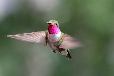 flowers  hummingbirds   hummingbirds arrive  houston