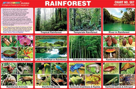 spectrum educational charts chart  rainforest