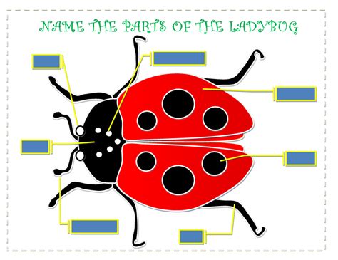 place  kindergarteners learn  parts   ladybug