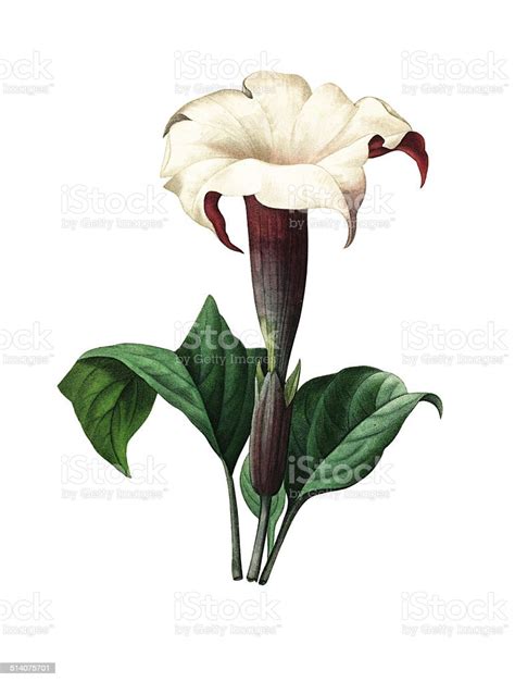 datura redoute flower illustrations stock illustration download image