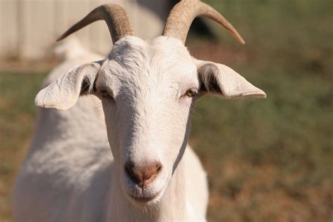 animals domestic goat latest newsphotos gallery
