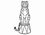 Circus Tiger Coloring Coloringcrew sketch template