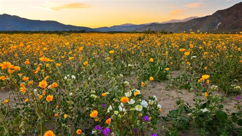 super bloom  borrego springs   place   desert wildflowers