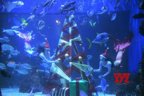 indonesia divers in mermaid costumes decorate an underwater christmas