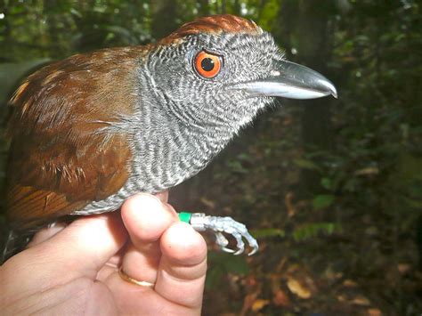 smithsonian insider extinct birds reappear  rainforest fragments