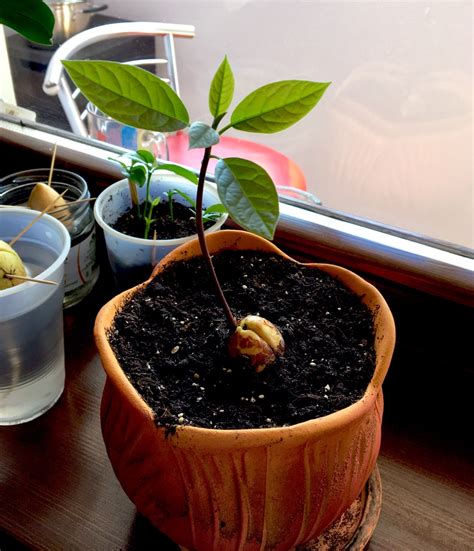 Avocado Pits Can Be Planted