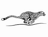 Ghepardo Cheetah Jaguar Guepardo Guepard Colorare Disegno Pintar Mammal Cougar Dibuixos Acolore Registrato Utente Dibuix Pngegg Corrent Correr Animais sketch template