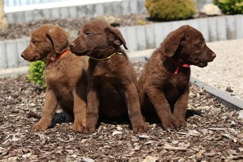 chesapeake bay retriever  beloved  web