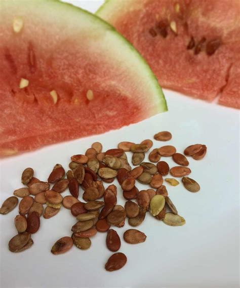 eat watermelon seeds tyrant farms