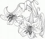 Colouring Lilies sketch template