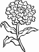 Marigold Carnation Coloring Flower Pages Drawing Flowers Printable Color Buttercup Clipart Colouring Kids Print Getdrawings Clip Step Popular Clipartmag Blooming sketch template