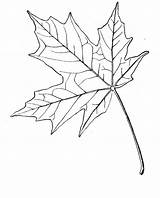 Maple Leaf Coloring Sugar Drawing Pages Leaves Template Japanese Blatt Printable Tattoo Ahornblatt Patterns Getdrawings Leafs Toronto Gif Popular Stencil sketch template