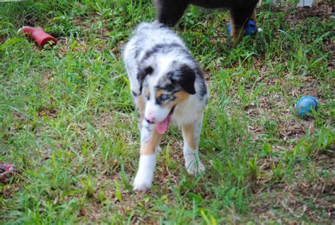 shamrock rose aussies ﻿﻿﻿ welcome to shamrock rose