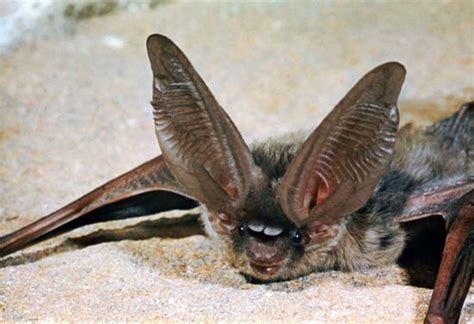 bat mammal life cycle encyclopedia britannica