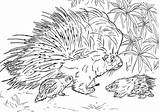 Porcupine Coloring Pages sketch template