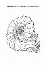 Ammonites Ammonite Colouring Geopark Lapworth sketch template