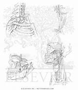 Arteries Veins sketch template