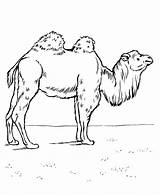 Camel Desene Colorat Asian Planse Animale Camelo Kamel Salbatice Hoef Dieren Bactrian Camile Educative Zebra Páginas Trafic Honkingdonkey Ausmalen sketch template