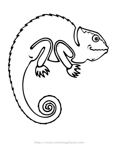 reptiles  amphibians coloring pages  printable coloring pages