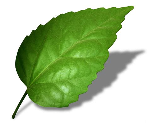 leaf  photo  freeimages