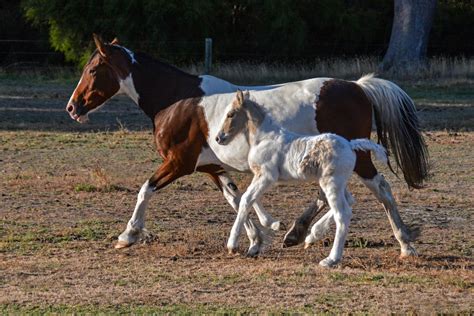 Gypsy Edge Lyra Gypsy Cob Cross Filly For Sale