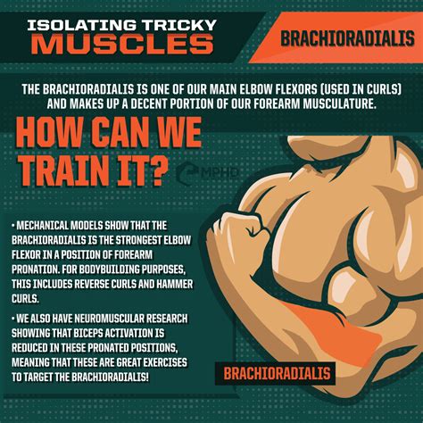 isolating  brachioradialis  muscle phd