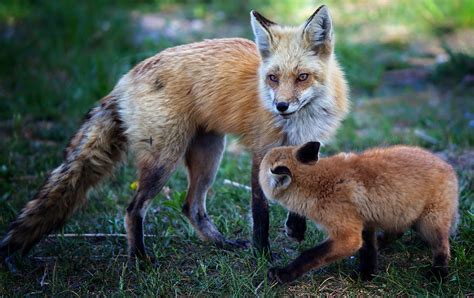 fox mom and pup photograph by melissa connors