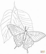 Swallowtail Tiger Eastern Coloring Pages Drawing Color Silhouettes sketch template