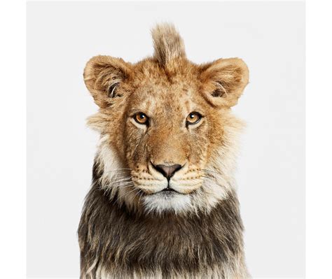 young lion kingdom  randal ford