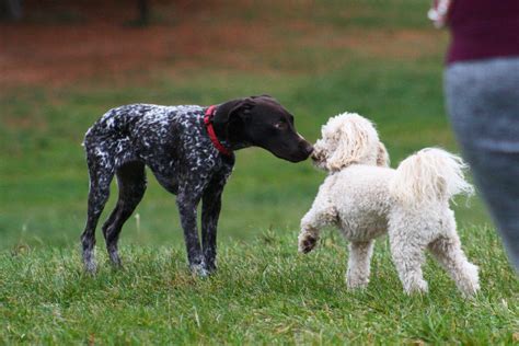 german shorthaired pointerpoodle german shorthaired pointer poodle