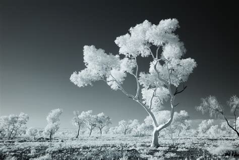 examples  infrared photography