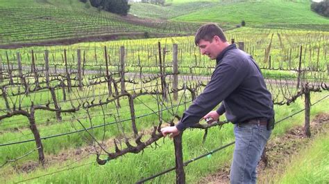 vineyard management   vines youtube
