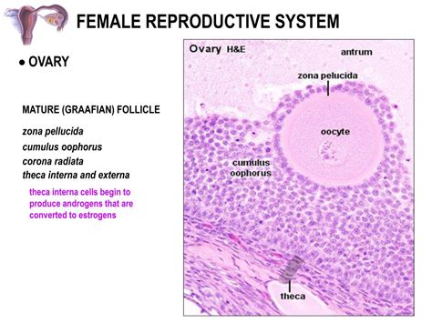 Ppt Female Reproductive System Powerpoint Presentation Free Download