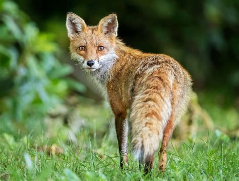 study finds dog feces   significant part  foxes diet