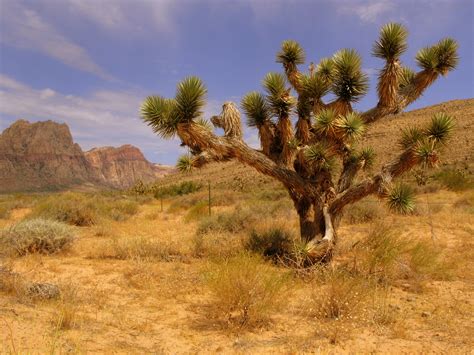 fotos gratis paisaje arbol naturaleza desierto montana planta cielo pradera desierto