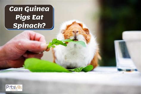 guinea pigs eat spinach  nutritious leafy greens