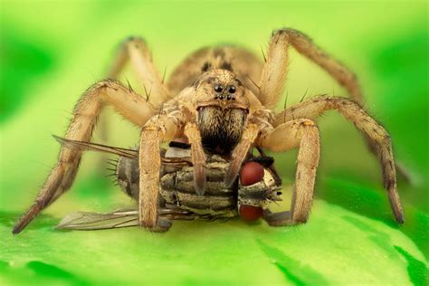spiders  exist discover  purpose   environment