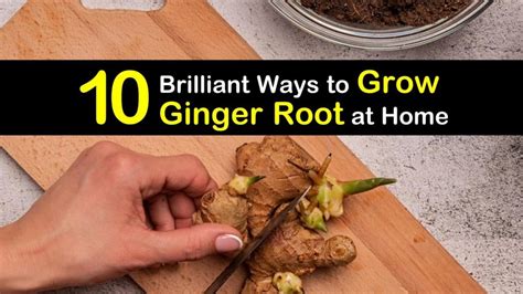 brilliant ways  grow ginger root  home