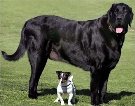 huge dogs  pics izismilecom